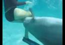 Nadržený delfín