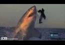Zpomalený útok žraloka