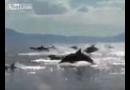 Úžasná přehlídka delfínů