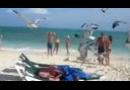 Nachytávka na pláži: Racci útočí